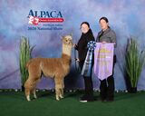 alpaca for sale