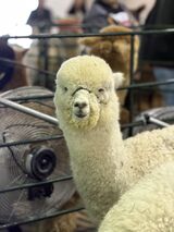 alpaca for sale