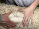 alpaca for sale