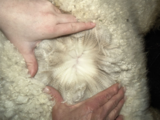 alpaca for sale