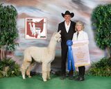 alpaca for sale