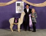 alpaca for sale