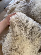 alpaca for sale