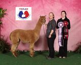 alpaca for sale