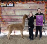 alpaca for sale