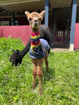 alpaca for sale