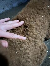 alpaca for sale