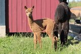 alpaca for sale