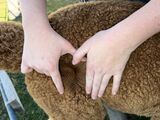 alpaca for sale