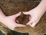alpaca for sale