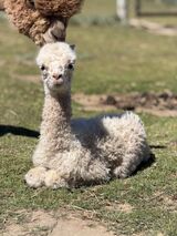 alpaca for sale
