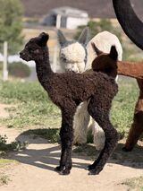 alpaca for sale