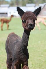 alpaca for sale