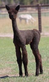 alpaca for sale