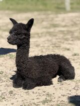 alpaca for sale