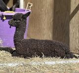 alpaca for sale