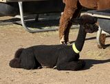 alpaca for sale