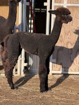alpaca for sale