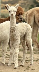 alpaca for sale