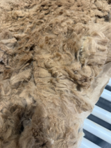 alpaca for sale