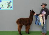 alpaca for sale