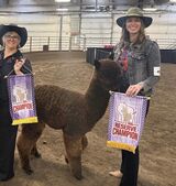 alpaca for sale