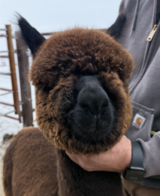 alpaca for sale