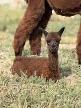 alpaca for sale
