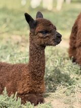alpaca for sale