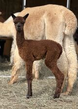 alpaca for sale