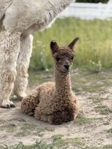 alpaca for sale