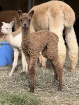 alpaca for sale