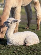 alpaca for sale