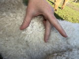 alpaca for sale
