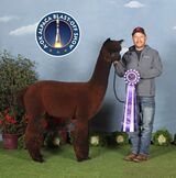 alpaca for sale