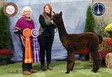 alpaca for sale
