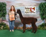 alpaca for sale