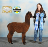 alpaca for sale