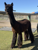 alpaca for sale