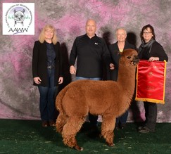 2018 Alpacapalooza - Judges Choice