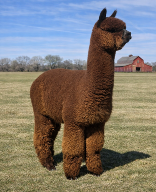 Photo of LibertyAlpacas Federal Reserve