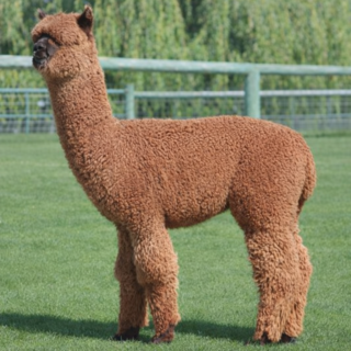Photo of LibertyAlpacas Manifest Hope