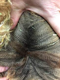 Chico's Fleece - WOW