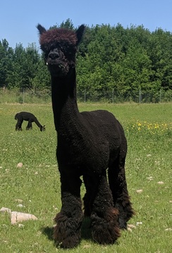 JULY 2019
