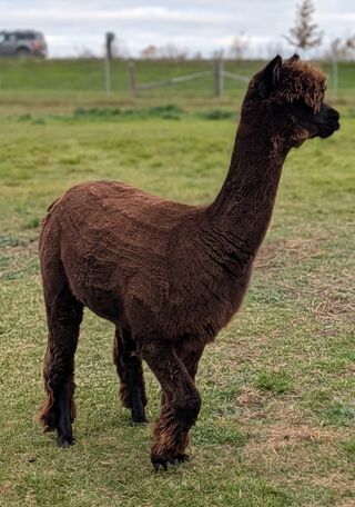 Photo of ARRIBA DARLING