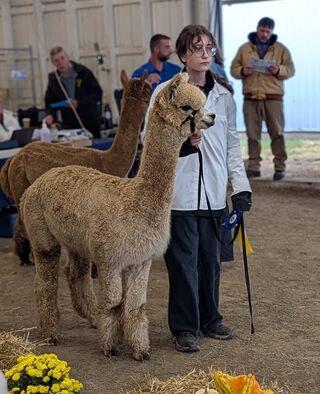 Photo of ARRIBA CLARABELLE