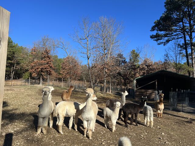 Serenity Pines Farm Alpacas