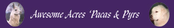 Pacaphernalia - Awesome Acres 'Pacas & Pyrs