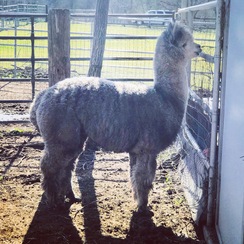Photo of Autumn Day's Remington