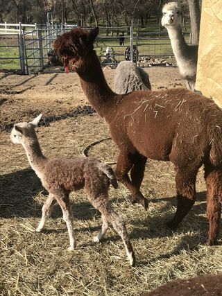 Photo of Tumblin Farm's Cowgirl Up